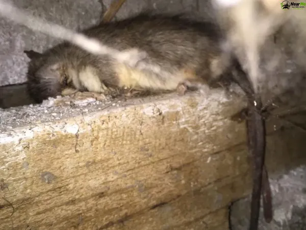 Dead Rat Removal Karragarra Island